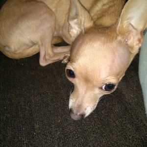 Meet your Posher, Desiree